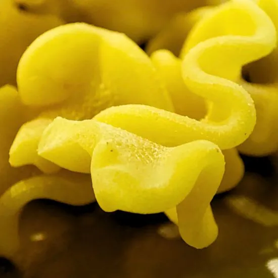 El mafaldini, la pasta con origen aristocrático